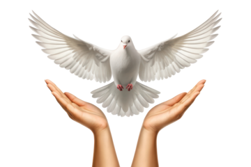 Dove above open hands in bright light, cut out - stock png.