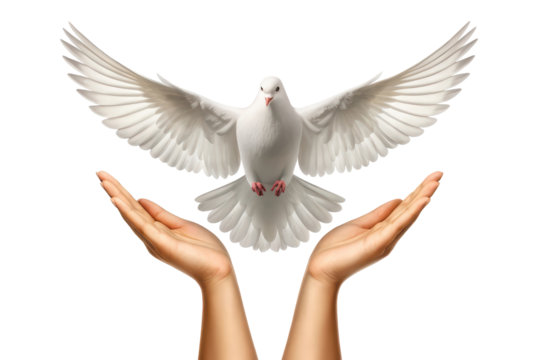 Dove above open hands in bright light, cut out - stock png.