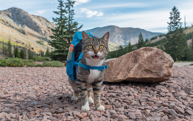 Surprised tabby cat wearing a backpack in a mountain landscape.