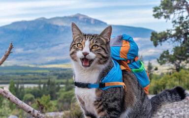 Obraz premium Happy tabby cat with backpack in mountains.