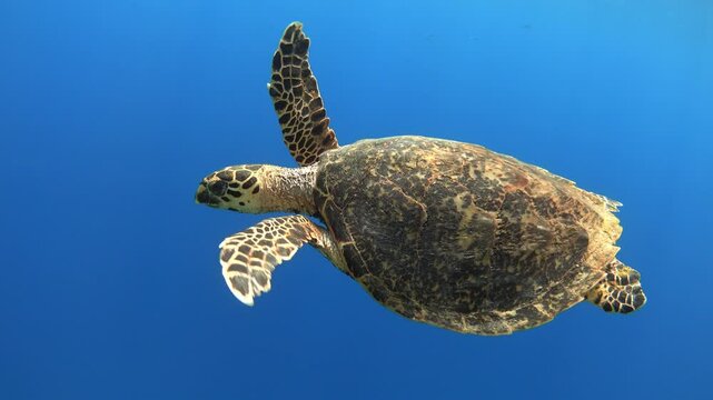 Sea turtle swimming in the blue sea underwater, 4K video footage