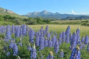 Lupine flowers blooming in a meadow with the spanish peaks wilderness in the background