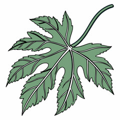 leaves isolated on white background