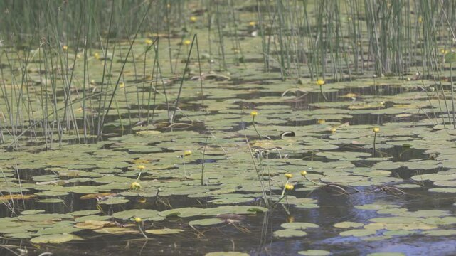 A patch of river water full with tall grass and leaves of water lillies