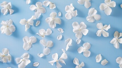 A beautiful arrangement of white flower petals scattered on a light blue background, creating a serene and delicate ambiance.