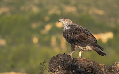 The majestic Bonelli´s eagle 