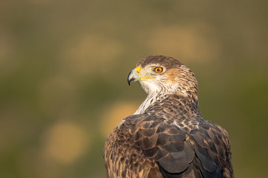 The majestic Bonelli&acute;s eagle portrait