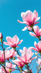 Fototapeta premium Pink magnolia blossoms against a clear blue sky, springtime beauty and nature's elegance, vibrant floral scene, with white tones