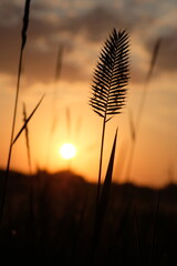 Sun in the evening sky on the meadow grass.