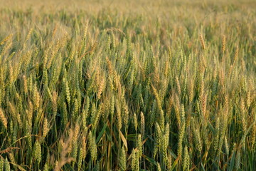 Yellow and green wheat ears in the field.