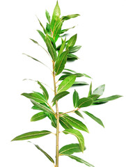 Laurel branch isolated on white background. Clipping path included. Laurel branch isolated on white background. Natural green leaves.