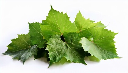 Fresh green grape leaves on white background