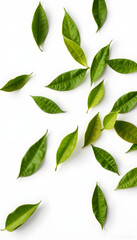 Green flying leaves isolated on white background with place foe text. Fresh tea, air purifier, organic, vegan, eco or beauty product concept design