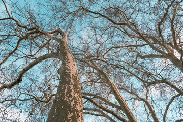 grand arbre à la forme majestueuse, le platane