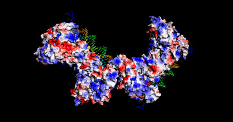 CRISPR-Cas-DNA-22 complex, genetic engineering molecule, 3D structure with electrostatic surface, spinning on Y axis, 4K