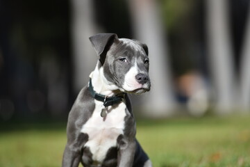 un perro cachorro de raza american stafford en un parque