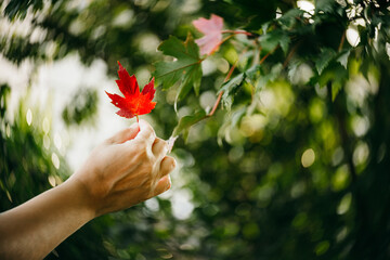 Red leaf in hand