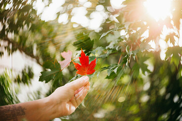 person holding a leaf