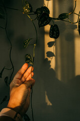 hands of a person with a leaf