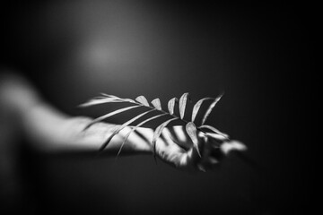 black and white flower