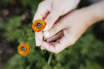 orange flower in hand