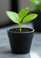 A small plant is growing in a black pot