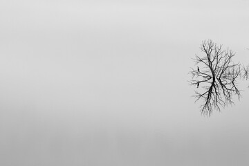 Canard en reflet sur un lac (noir et blanc)