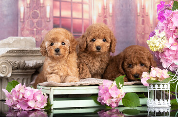 red toy poodle puppies