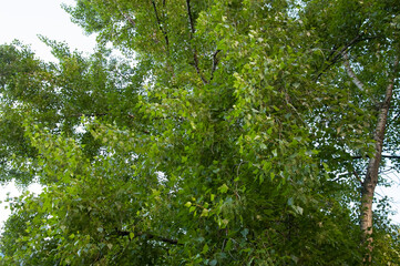 tree with green leaves against a blue sky