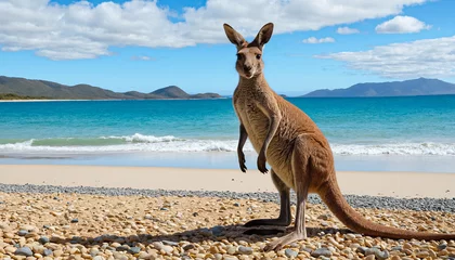 Fotobehang Kangoeroe Kangaroo at Lucky Bay in the Cape Le Grand National Park  © MahdyHasan