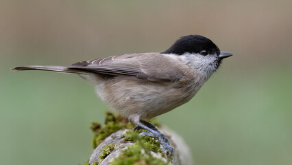 Marsh tit sits on a branch and is ready to take off