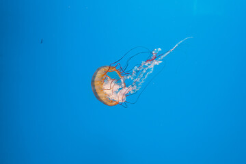 underwater photography jellyfish Chrysaora fuscescens, Pacific sea nettle, West Coast sea nettle