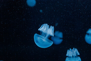 underwater photography jellyfish Blue Blubber Jelly, Catostylus mosaicus