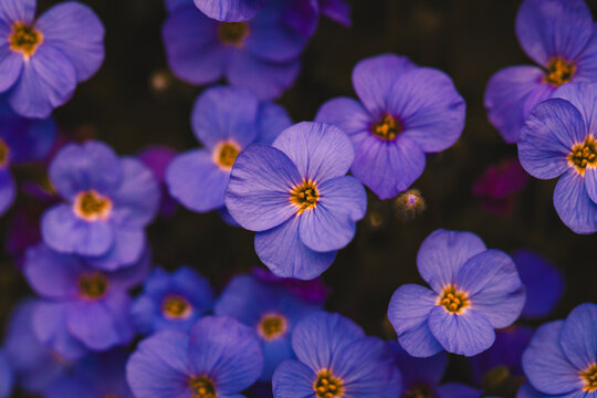 Aubrieta flower closeup, aubrieta deltoidea, abstract spring background.