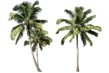 Fototapeta premium Coconut palm trees with lush green fronds on a white background, ideal for tropical themes, travel posters, and botanical designs