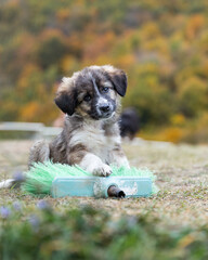 Cute little puppy sitting on the grass playing with a broom