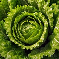 Obraz premium head of cabbage