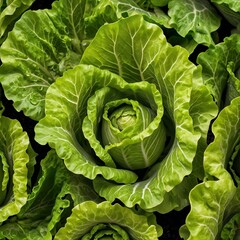 Obraz premium head of cabbage