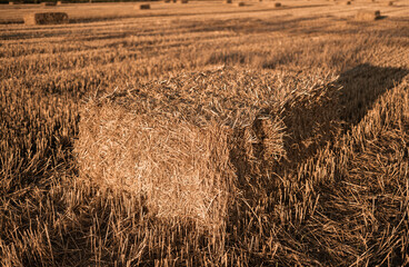 A golden hay bale resting in a sunlit field during late afternoon. The warm tones of the dried...