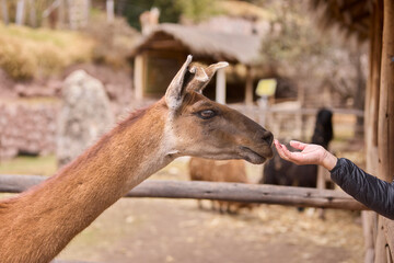 Llamas are domesticated animals that have been used by Andean cultures for centuries as pack...