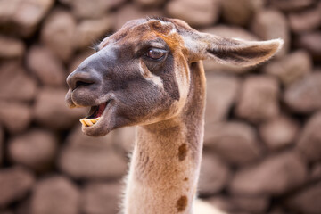 Llamas are domesticated animals that have been used by Andean cultures for centuries as pack animals and for their wool. They belong to the camelid family. Cusco Peru