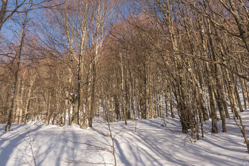 Bosco innevato a dicembre in appennino