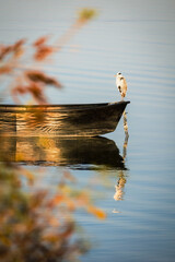 Beautiful autumn scenery on Kerkini lake Macedonia Greece, wildlife and boat reflection