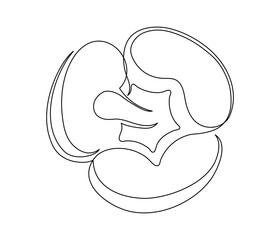 Single bell pepper line isolated on white background. Simple silhouette of vegetable. Hand drawn bell pepper outline. Vector illustration