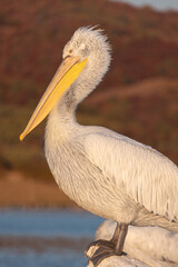 Close up portrait of a Dalmatian pelican or Pelecanus crispus during migratory season on the Kerkini lake National Park, Greece