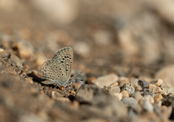 Small-sized Karsandra butterfly (Zizeeria karsandra)