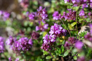 Close up of valerian (valeriana officinalis) flowers in bloom