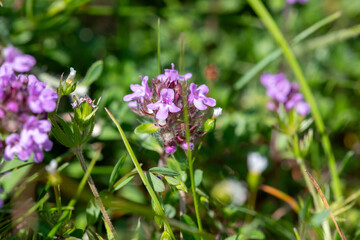 Close up of valerian (valeriana officinalis) flowers in bloom
