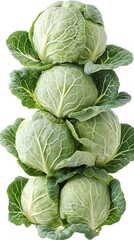 Fototapeta premium Fresh Organic Cabbage Sprouts Isolated Transparent Background Crisp Photo
