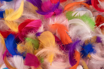 Colorful feather background, top view.